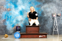 Chinese Crested #57 Fri WBBOS Judge Fred Bassett