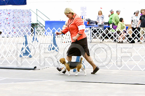 Beagle-3158LR