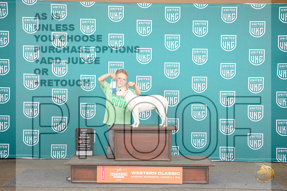 Rat Terrier #903 Sat BOBV Judge Matt Proctor__JP_1561_Longview WA_2024_HR3