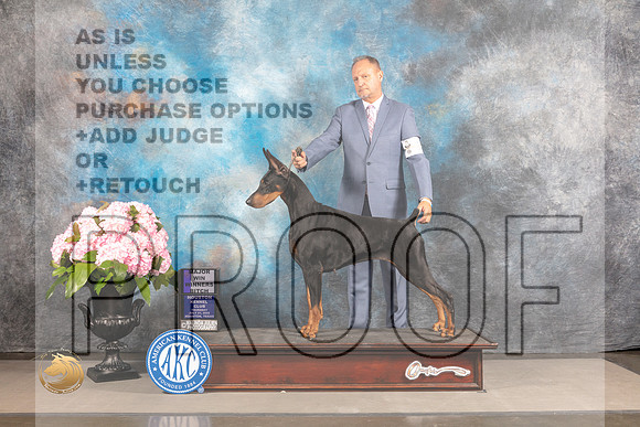Doberman Pinscher #12 THU WB Major _MJ_5472_Houston_2022_HR3