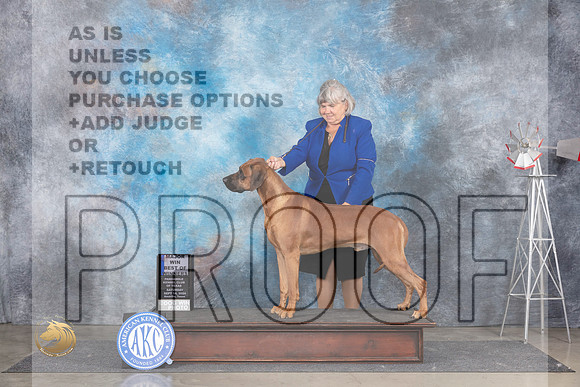 Rhodesian Ridgeback #9 Sat WDBOWM Judge Ann Roth__JP_6082_Amarillo_2024_HR3