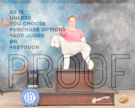 Bedlington Terrier #7 Sun BOWBOSM Judge Mary Jane Carberry-MMJ_4604-Abilene2022-HR3