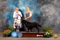 Labrador Retriever #12 Sun WB Judge Debra Thornton