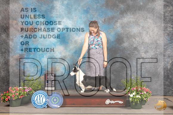 Cardigan Welsh Corgi #8 Sun WBBOS Judge Robert Shreve_MJ_0897_SA_2022_HR3