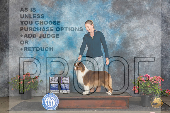 Miniature American Shepherd #11 Fri BOBGCHM Judge Paul F Willhauck__JP_4377_San Antonio_2024_HR3