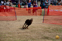 *Precision Coursing Longview WA 2024 Doberman Pinscher #?