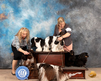 Cocker Spaniel Group Sun