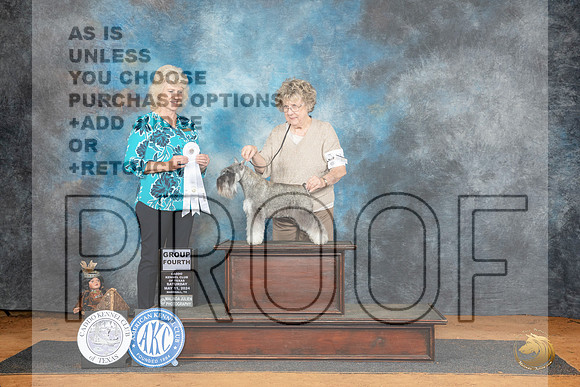 Miniature Schnauzer #12 Sat G4 Judge Lisa Graser__JP_8064_MARSHALL_2024_HR3