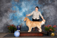 Golden Retriever #23 Fri WDM Judge Victor Rosado