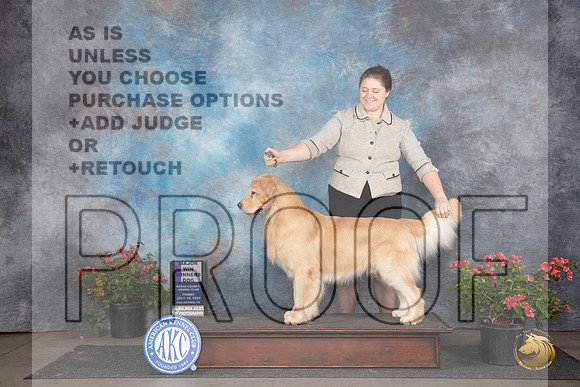 Golden Retriever #23 Fri WDM Judge Victor Rosado__JP_5218_San Antonio_2024_HR3