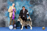 Alaskan Malamute #12 WED WB Judge Jon Cole