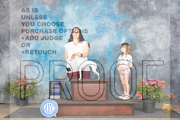 Italian Greyhound #17 Sat BOBBOWWB Judge Christie Martinez __JP_4886_San Antonio_2024_HR3