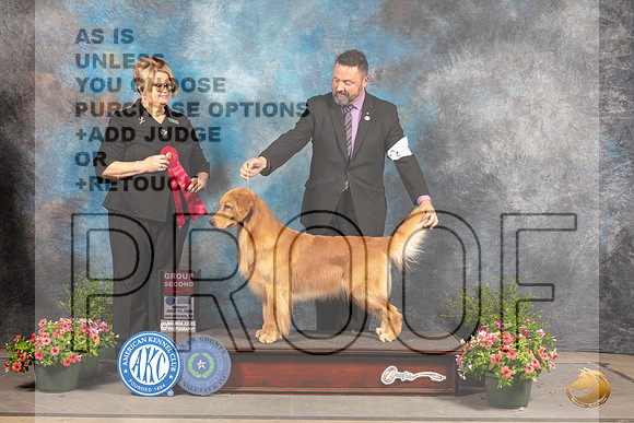 Golden Retriever #46 Sun G2 Judge Cindy Lane_MJ_1640_SA_2022_HR3