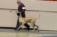 Great Dane