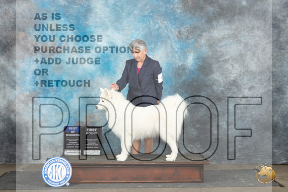 Samoyed #6 Sat BOW Judge Debra Thornton__JP_3654_Lubbock_2024_HR3