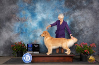 Golden Retriever #11 Sat WDBOWM Judge Wendy G Willhauck