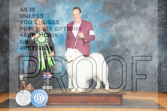Samoyed #5 Sun BIS Judge Denise Dean__JP_8951_MARSHALL_2024_HR3