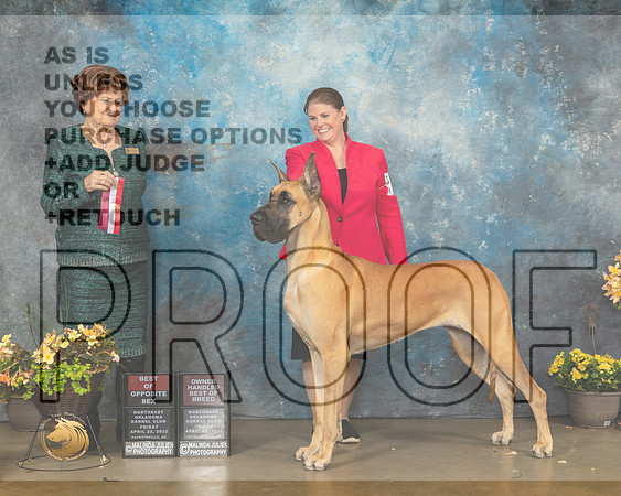 Great Dane #16 Fri BOSBOBOH Judge Carol Jean Nelson-MMJ_9393-NWARK2022-HR3
