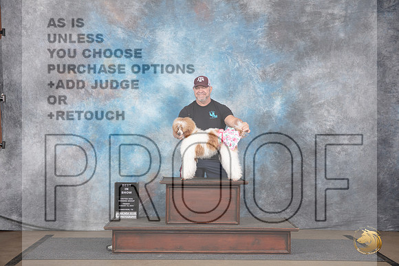 Poodle Miniature #17983 BIS Fri Judge Donald Trump__JP_2421_LongviewTX_2024_HR3