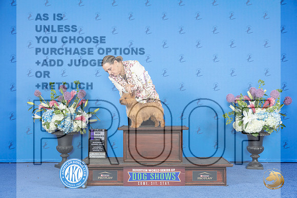 Norwich Terrier #20 SAT WB M Judge Nancy Liebes__JP_9911_Houston_2024_HR3