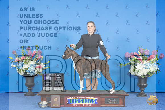 Boxer #37 FRI WD BOW OHBOB NC M Judge Jon Cole__JP_9029_Houston_2024_HR3