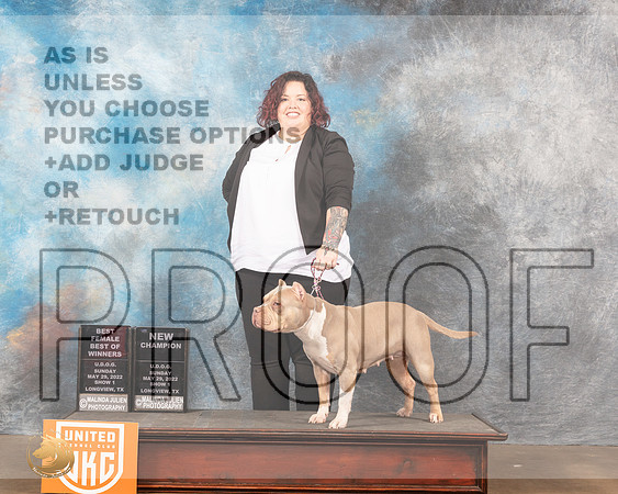 American Bully #236 Sun1 Ch Judge Sonia YearwoodMMJ_5825_Lngvw2022HR3