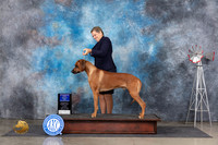 Rhodesian Ridgeback #11 Sun BOW Jon Cole