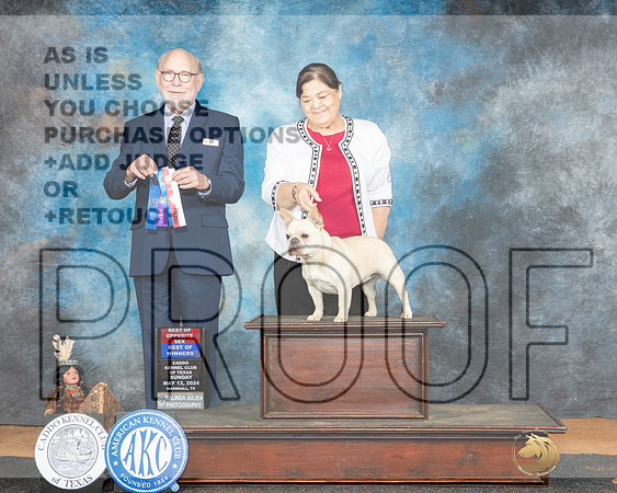 French Bulldog #6 Sun BOWBOS Judge Tim Robbins-_JP_8470e_Marshall_2024-HR3