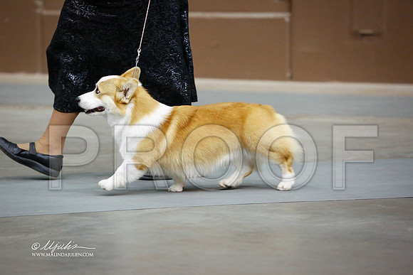 CorgPW-4087-SANov13-HR