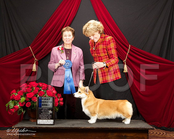 _ST_3460-HstnCorgiFeb2015-HR3