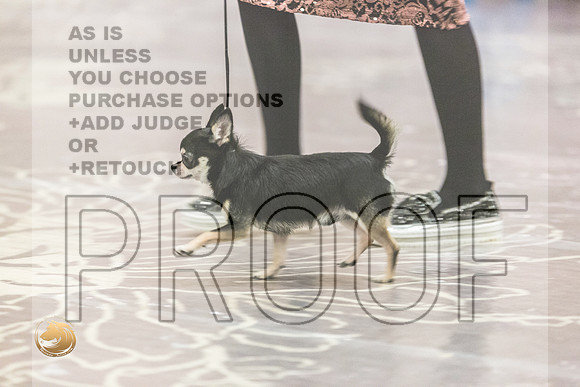 Chihuahua Smooth Coat #7 Fri2JJL_4063_HstnTOY_2022_HR3