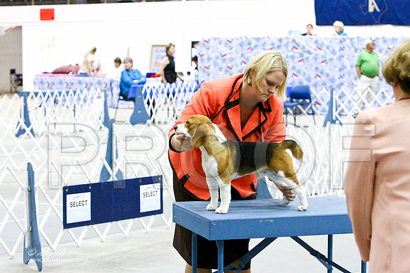 Beagle-3161LR