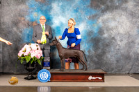 Xoloitzcuintli #9 SAT OHBIS Judge Joe Walton