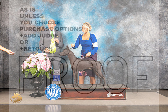 Xoloitzcuintli #9 SAT OHBIS Judge Joe Walton_MJ_7406_Houston_2022_HR3