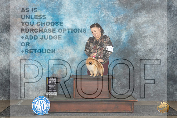 Pomeranian #7 Mon BOBBOWCH Judge Sharon Newcomb__JP_4388_Lubbock_2024_HR3