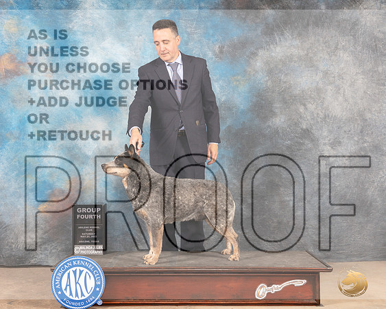 Australian Cattle Dog #5 Sat G4 Judge Pat Trotter-MMJ_4291-Abilene2022-HR3