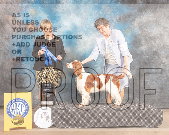 Welsh Springer Spaniel #19 Fri 12-151st Judge Peggy Beisel McIlwainer-MMJ_7803-FW2022-HR3