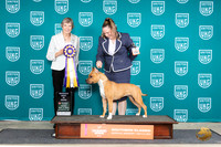 American Pit Bull Terrier #134 Fri2 RBIS Judge Susan Sawyer Anderson