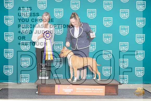 American Pit Bull Terrier #134 Fri2 RBIS Judge Susan Sawyer Anderson__JP_6407_BatesvilleMS_2024_HR3