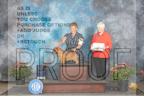 Norfolk Terrier #5 Sun OHBIS Judge Wendy G Willhauck__JP_6453_San Antonio_2024_HR3