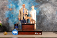Italian Greyhound #5 SAT BOW Major Judge Polly Smith
