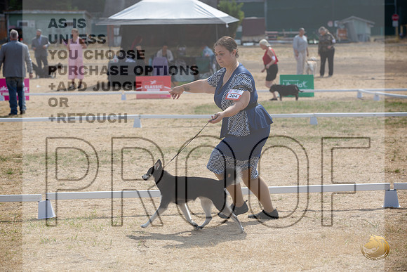 Ringside Longview WA 2024 Alaska Klee Kai #204_JJL_3543_Longview WA_2024_HR3