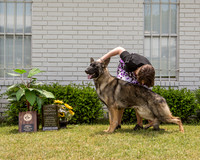 #211 Fri 4th Teenage Dog Futurity Ashley Miller Heather & AJ Miller & Laurie Jeff Greer