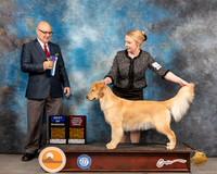 Golden Retriever #24 Thurs BOWOHBOB Judge Brad Jenkins