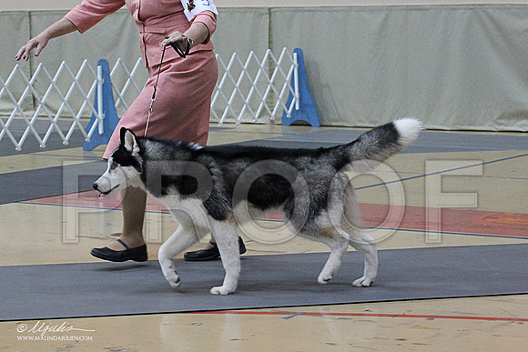 Husky-1371