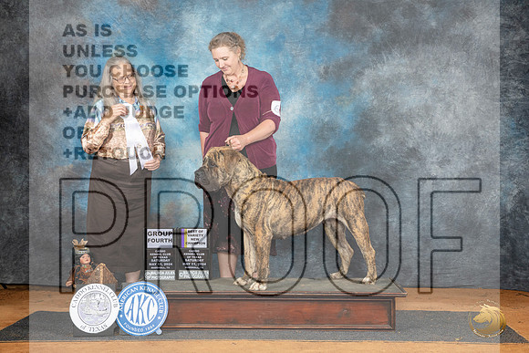 Boerboel #6 Sat G4 Judge Denise Dean__JP_8172_MARSHALL_2024_HR3