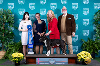 American Pit Bull Terrier #122 Sat G1