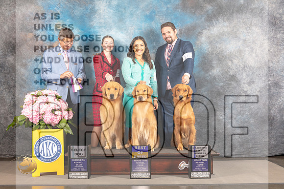 Golden Retriever #18 #53 #64 BOB SD RWB Major Judge Richard Powell_MJ_3643_Houston_2022_HR3