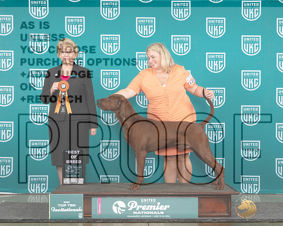 Redbone Coonhound #1234 Thur T10BOB Judge Deb Allen_JP_0970e_Premier_2024-HR3