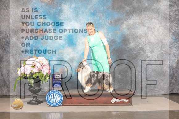 Shetland Sheepdog #44 SUN WB Major Judge Carrie Chase_MJ_7952_Houston_2022_HR3